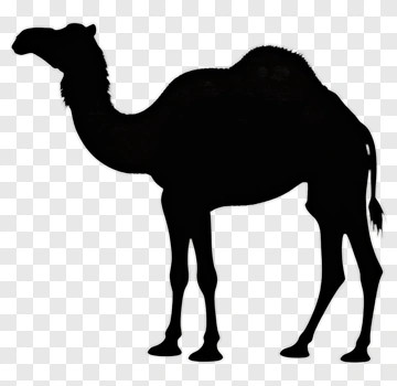 Silhouette Of A Camel PNG