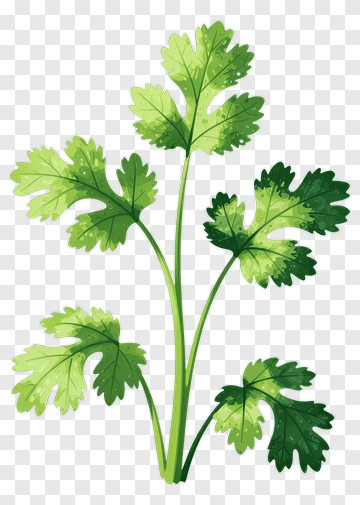Fresh Green Cilantro Plant PNG