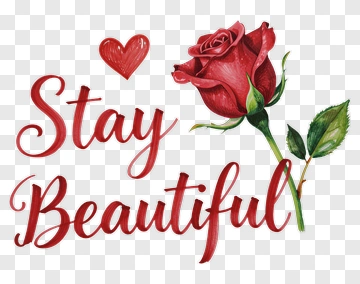 Stay Beautiful With A Red Rose PNG