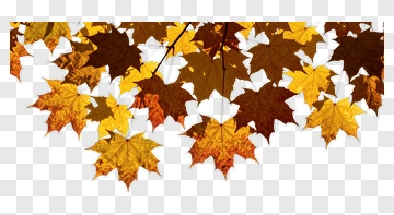 Colorful Autumn Maple Leaves PNG