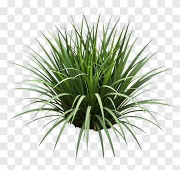 Green Grass Plant PNG