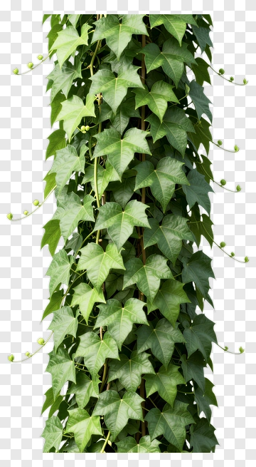 Green Ivy Plant PNG