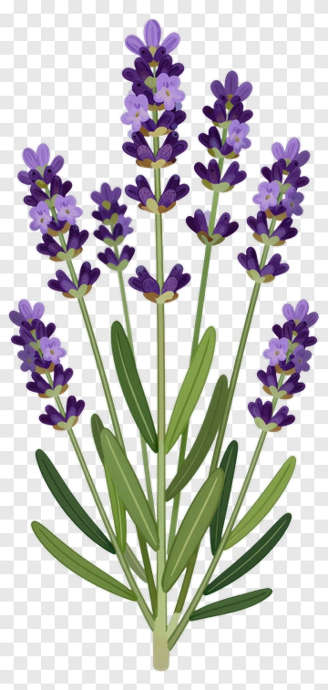 Lavender Flower Bouquet PNG