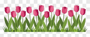 Colorful Tulip Flower Bed PNG