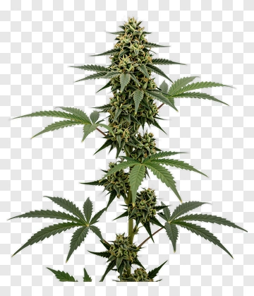 Cannabis Plant With Green Leaves PNG