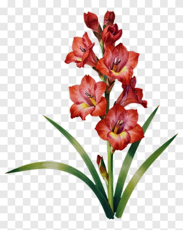 Colorful Gladiolus Flowers PNG