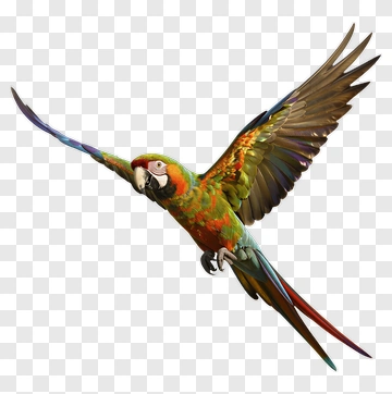 Colorful Parrot Flying PNG
