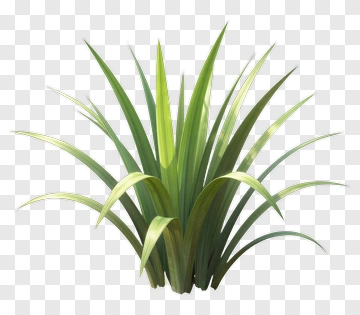 Green Plant With Long Leaves PNG