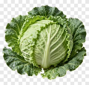 Fresh Green Cabbage PNG