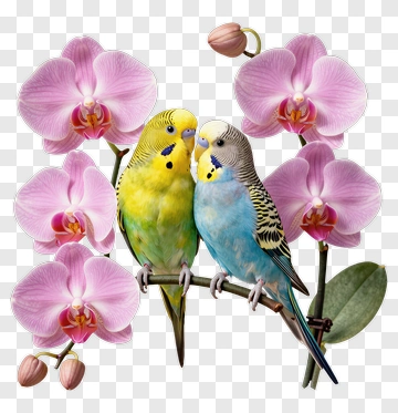 Colorful Budgerigars Among Orchids PNG