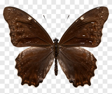 Brown Butterfly PNG