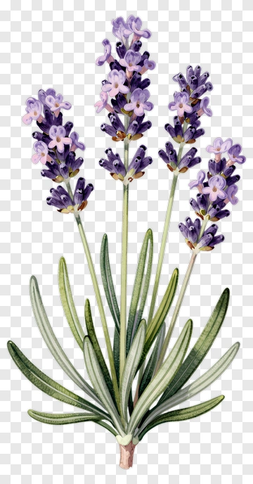 Lavender Plant With Purple Flowers PNG