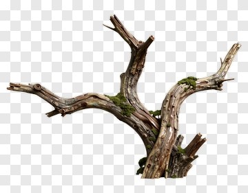 Twisted Tree Branch With Moss PNG