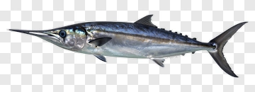 Swordfish Swimming In Water PNG