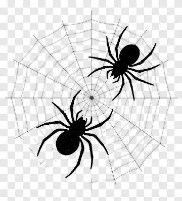 Spiders In A Web PNG