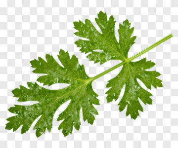 Green Cilantro Leaf PNG