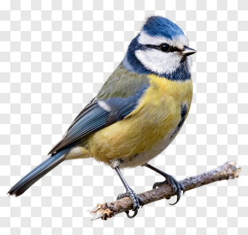 Blue Tit Bird Perched On A Branch PNG