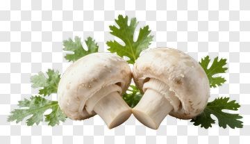 Fresh Mushrooms With Leaves PNG