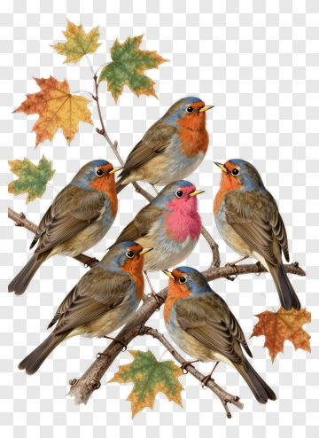 Colorful Group Of Birds On A Branch PNG