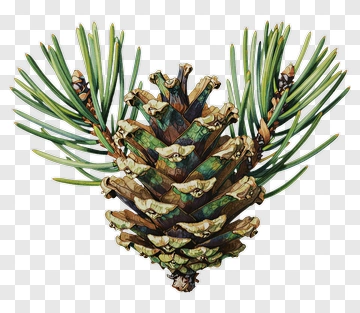 Pine Cone With Green Needles PNG