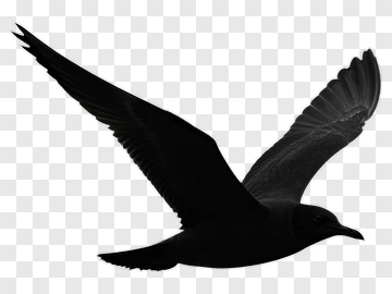 Black Bird In Flight PNG
