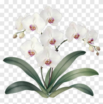 White Orchid Plant With Green Leaves PNG