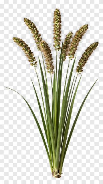 Tall Grass With Brown Flower Heads PNG