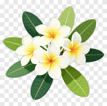 Plumeria Flower Arrangement PNG