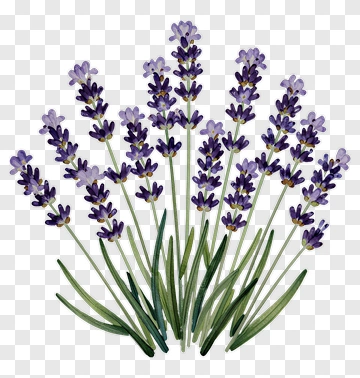 Lavender Flower Bouquet PNG