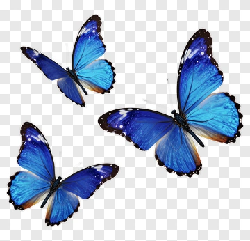 Blue Butterflies Flying Together PNG