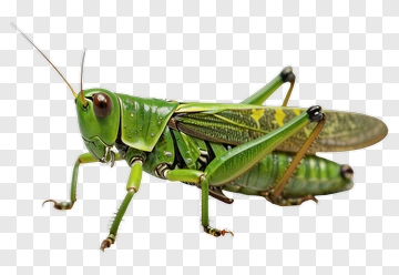 Green Grasshopper PNG