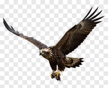 Eagle Flying With Prey PNG