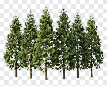 Group Of Pine Trees PNG