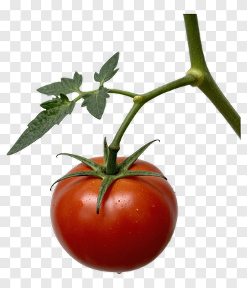 Fresh Red Tomato On A Vine PNG