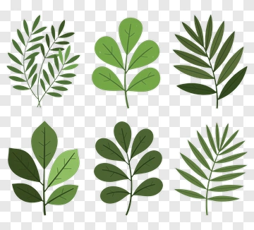 Collection Of Green Leaves PNG