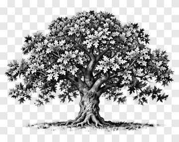 Black And White Tree Illustration PNG