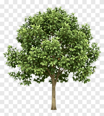 Green Tree PNG