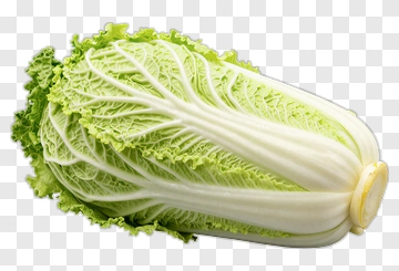 Fresh Napa Cabbage PNG