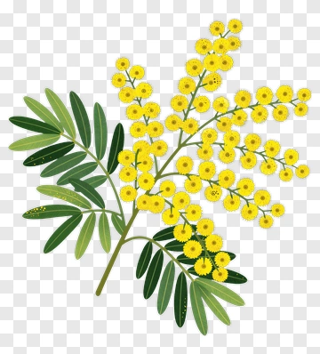 Mimosa Flower Branch PNG