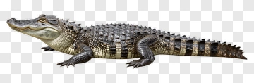 Realistic Crocodile On White Background PNG