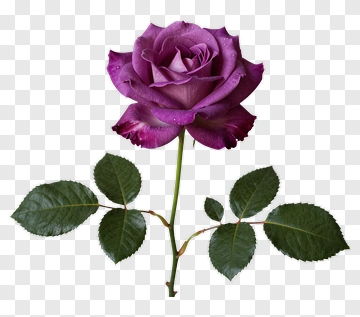 Purple Rose With Green Leaves PNG