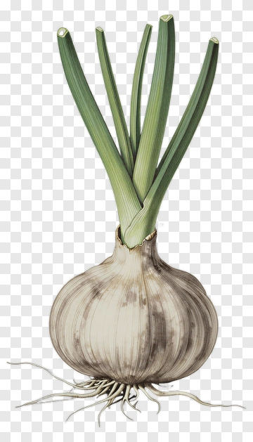 Onion With Green Sprouts PNG