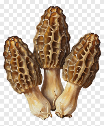 Morel Mushrooms PNG