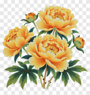 Colorful Peony Flowers PNG