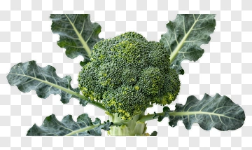 Fresh Broccoli With Green Leaves PNG