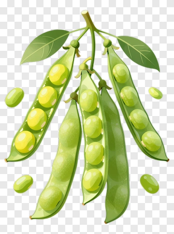Green Peas On A Pod PNG