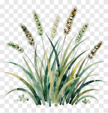 Watercolor Grass With Wheat Stalks PNG