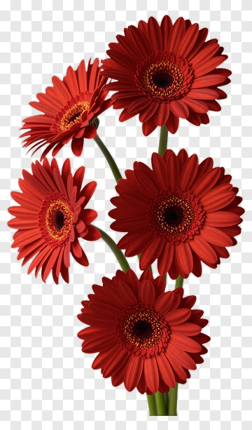 Red Gerbera Daisy Bouquet PNG