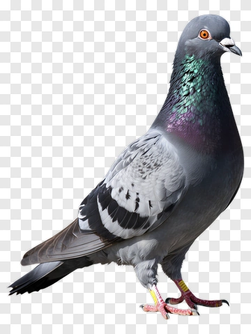 Pigeon Standing With Colorful Feathers PNG