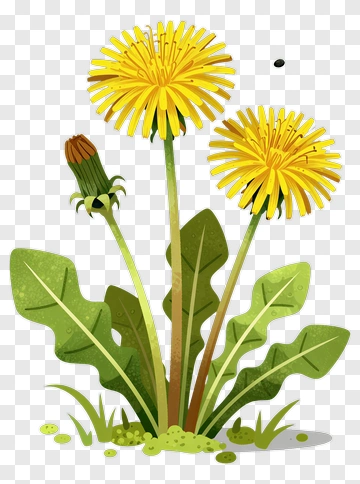 Dandelion Flowers With Green Leaves PNG